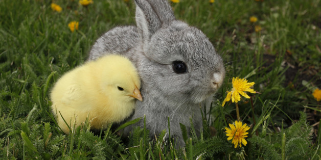 Easter Bunny.jpg